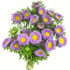 Purple China Aster / Callistephus Chinensis · Purple & Lavender