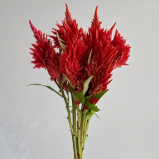 Red Celosia Cristata / Cockscomb Plume · Red