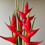 Red Heliconia / False Bird of Paradise · Red