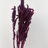 Red Tinted Upright Rice Flower · Red