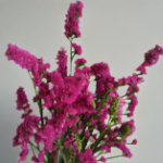 Rose-Magenta Statice / Sea Lavender · Pink & Blush