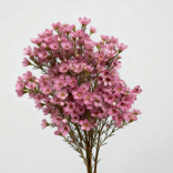 Sakura Blush-Pink Waxflower · Pink & Blush