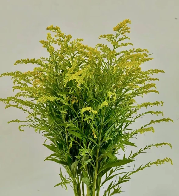 Solidago / Goldenrod Yellow Filler · Yellow & Gold