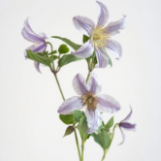 Star River Spray Clematis · Purple & Lavender