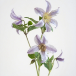 Star River Spray Clematis · Purple & Lavender