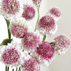 Strawberry Amber Vintage Coral-Pink Scabiosa · Vintage Coffee, Terracotta & Dark