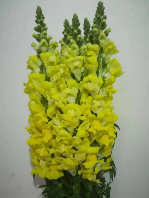 Sunny Yellow Snapdragon / Antirrhinum Spikes · Yellow & Gold