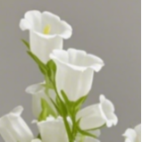 White Campanula / Canterbury Bells · White & Cream