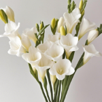 White Freesia · White & Cream