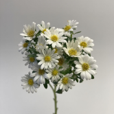 White Mini Daisy Mum / Button Feverfew · White & Cream