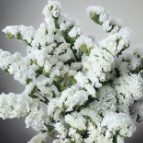 White Statice / Sea Lavender · White & Cream