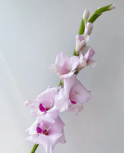 剑兰·一帘幽梦 · 紫色与蓝紫系