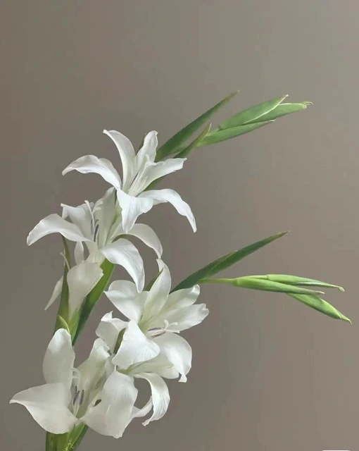 剑兰·荷兰白 · 白色与奶油系