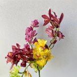 Assorted Multi-Color Cymbidium · Bicolor & Multi-Color