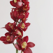 Burgundy-Red Cymbidium Orchid · Red