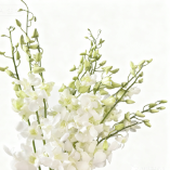 Pure White Dendrobium Orchid · White & Cream