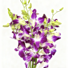 Royal Purple Dendrobium Orchid · Purple & Lavender
