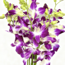 Royal Purple Dendrobium Orchid · Purple & Lavender