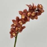 Vintage Coffee-Bronze Cymbidium · Vintage Coffee, Terracotta & Dark