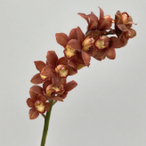 Vintage Coffee-Bronze Cymbidium · Vintage Coffee, Terracotta & Dark