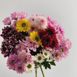 Assorted Multi-Color Natural Spray Chrysanthemum Mix · Bicolor & Multi-Color