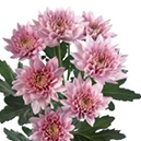 Champagne Pink Nude-Blush Spray Chrysanthemum · Champagne, Peach & Apricot