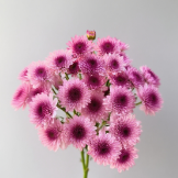 Dawn Rose-Pink Dark-Eyed Daisy Spray Mum · Pink & Blush