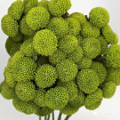 Green Forest Deep Emerald Button Spray Mum · Green & Foliage