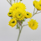 Jamaica Tropical Sun-Yellow & Coral Spray Mum · Yellow & Gold