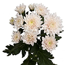 Jumbo Champagne-Apricot Spray Chrysanthemum · Champagne, Peach & Apricot