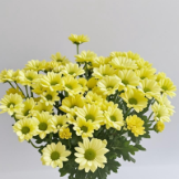 Kennedy Cream Yellow Buttercream Spray Mum · Yellow & Gold