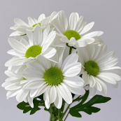 Kennedy White Crisp Star-Petal White Spray Mum · White & Cream