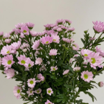 Kevin Pink Classic Medium-Pink Spray Mum · Pink & Blush