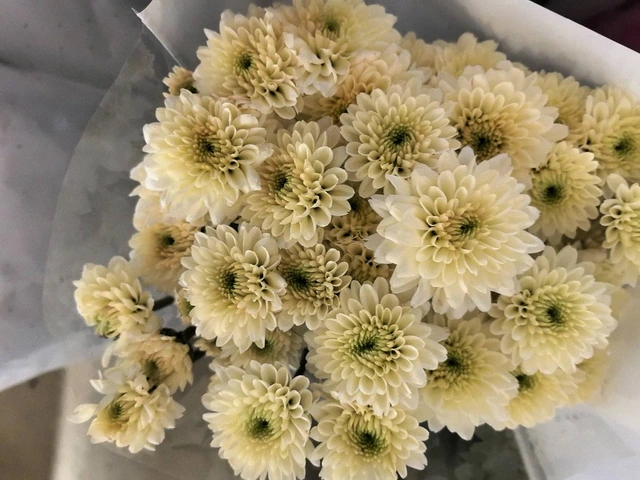 Lantern Creamy Butter-Yellow Cushion Spray Mum · Yellow & Gold