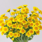 Little Sun Dark-Eyed Golden Daisy Spray Mum · Yellow & Gold