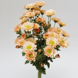 Love Champagne Warm Nude-Apricot Spray Mum · Champagne, Peach & Apricot
