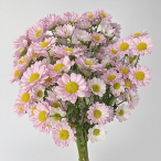 Love Pink Romantic Blush Cushion Spray Mum · Pink & Blush