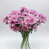 Maiden Pink Sweet Baby-Blush Spray Chrysanthemum · Pink & Blush
