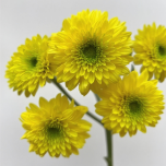 Mango Sorbet Tropical Mango-Yellow Spray Mum · Yellow & Gold
