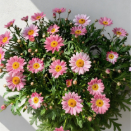 Marguerite Tender Pink Baby-Blush Daisy Mum · Pink & Blush