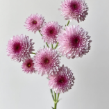 Navona Pink Roman Blush-Pink Spray Chrysanthemum · Pink & Blush