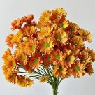 Orange Soda Zesty Citrus-Orange Spray Mum · Orange & Coral