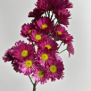 Peach Charm Deep Magenta-Purple Daisy Spray Mum · Purple & Lavender
