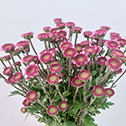 Pink Beauty Romantic Medium-Pink Spray Mum · Pink & Blush
