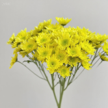 Radost Yellow Golden Cushion Spray Chrysanthemum · Yellow & Gold