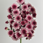 Red Pistil Blush-Petal Ruby-Eye Spray Mum · Pink & Blush