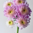 Rosy Mist Smoky Sunset-Mauve Spray Chrysanthemum · Purple & Lavender