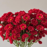 Rust Red Vintage Terracotta-Brick Spray Mum · Vintage Coffee, Terracotta & Dark