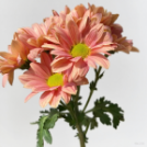 Salmon Champagne Nude-Peach Spray Chrysanthemum · Champagne, Peach & Apricot