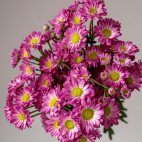 Strawberry Jam Rich Berry-Red Button Spray Mum · Red
